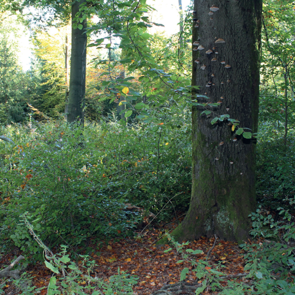 Bokföryngring under skärm och ett hänsynsträd med tickor. Tyskland.