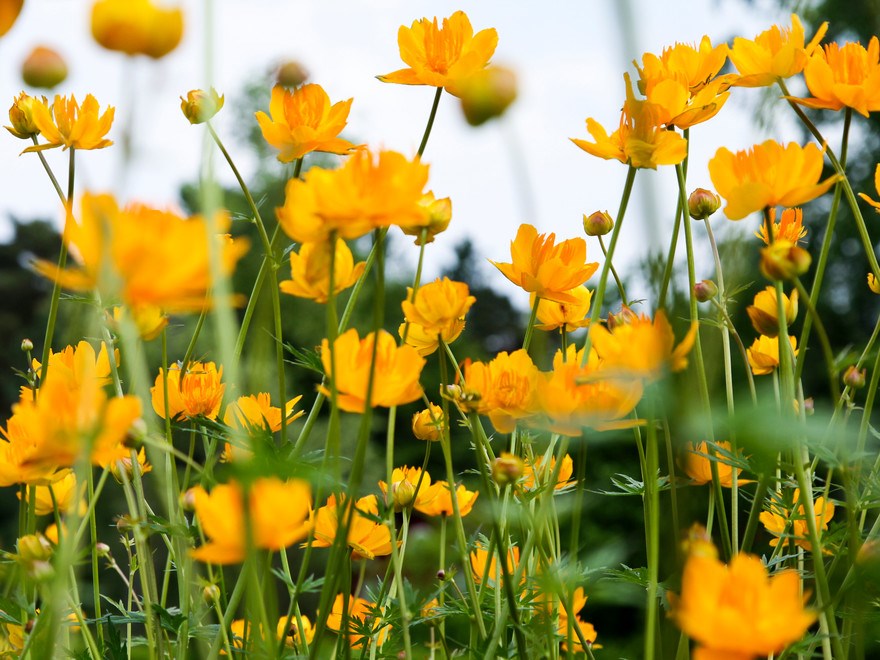 Rapsblommor
