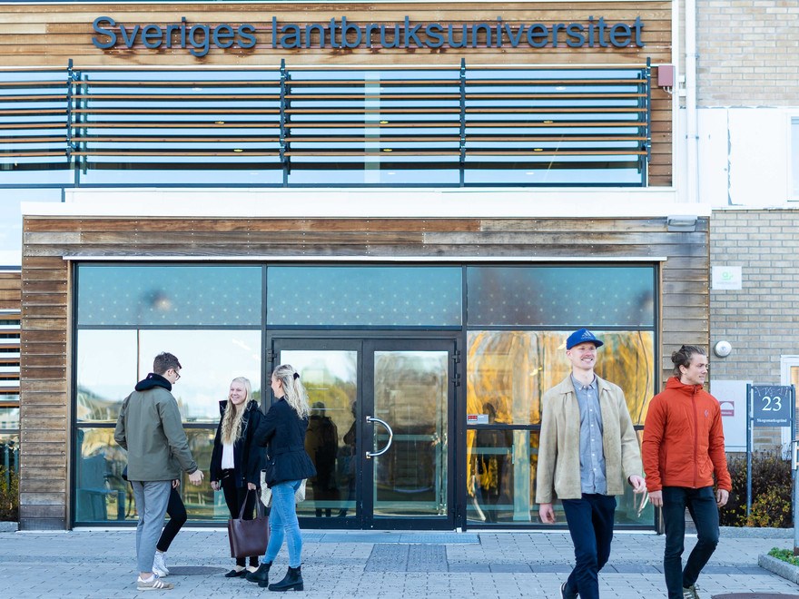 Umeå