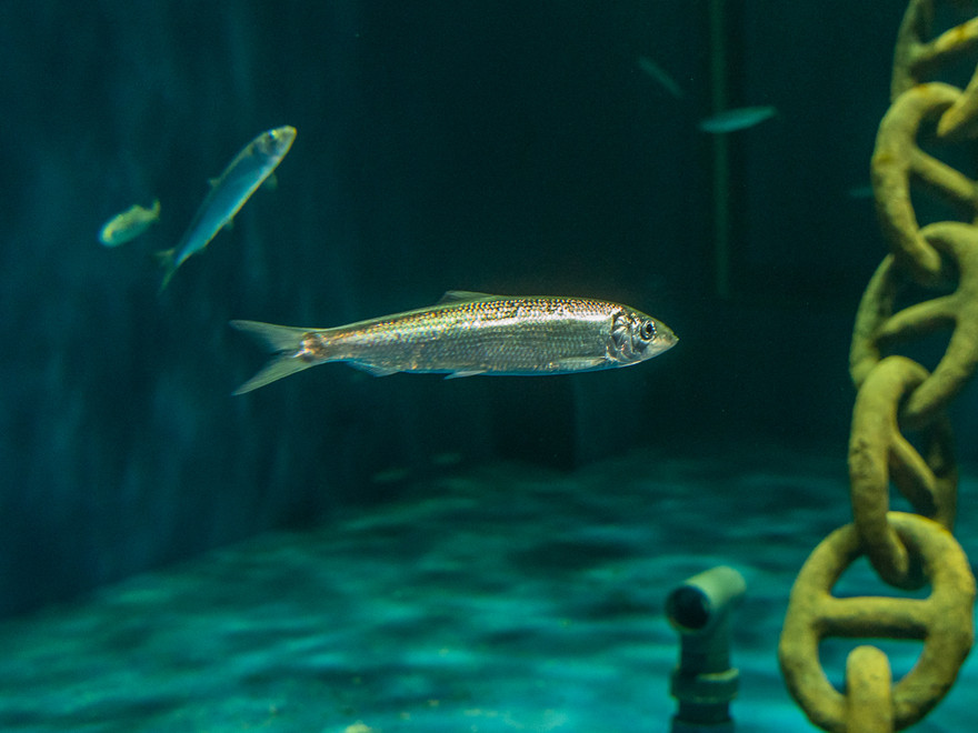 Sill eller strömming, samma art, (Clupea harengus) i akvarium på BSSC, Skansen