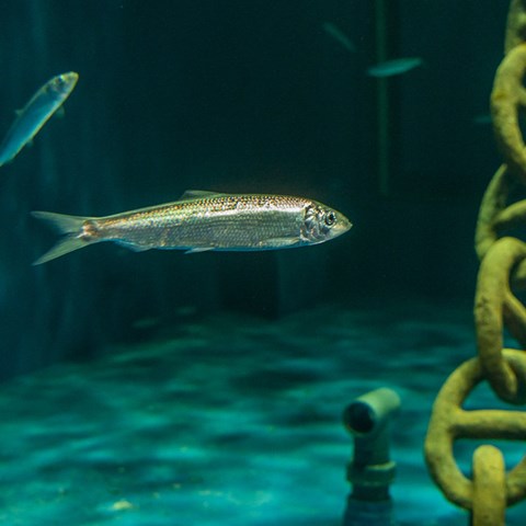 Herring in aquarium at BSSC, Skansen