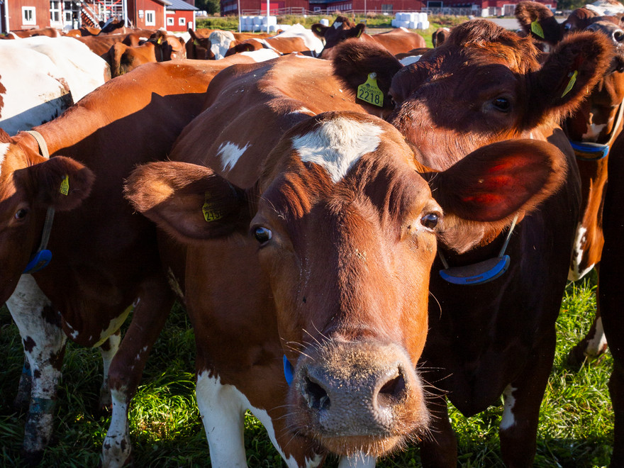 mjölkko tittar in i kameran