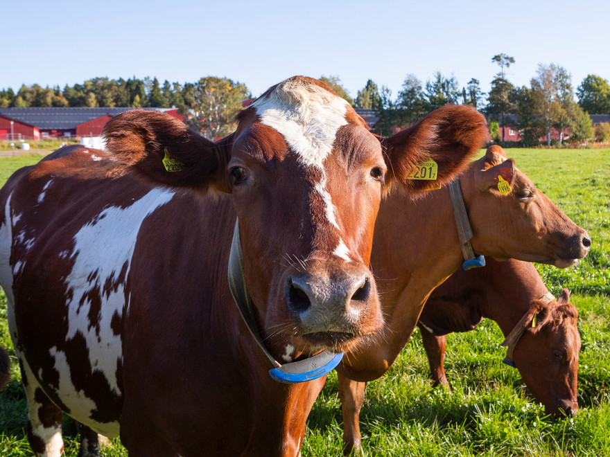 Tre mjölkkor varav en tittar framåt, en åt sidan och en har huvudet nedåt och äter gräs. Foto: Andreas Palmén