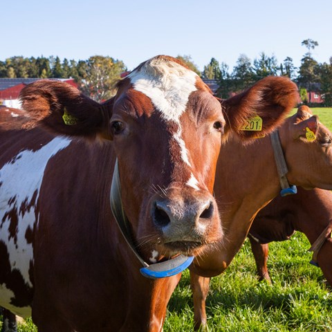 Tre mjölkkor varav en tittar framåt, en åt sidan och en har huvudet nedåt och äter gräs. Foto: Andreas Palmén