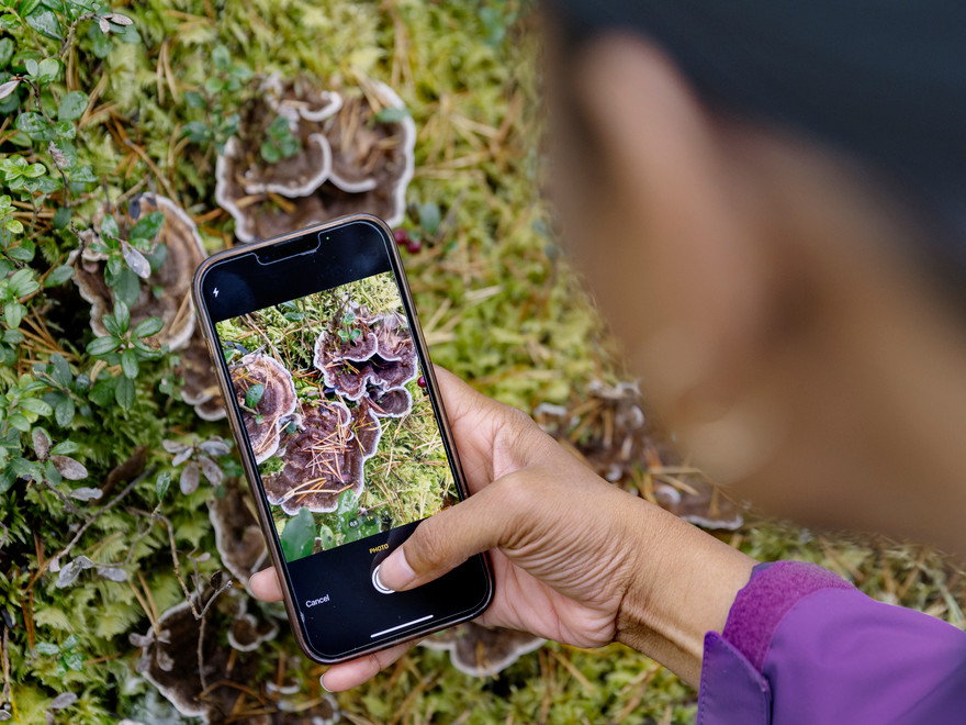 En person som fotar med mobiltelefon. 