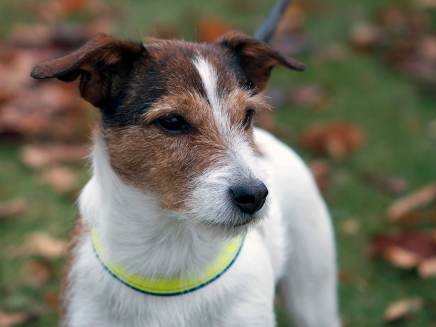 Jack Russel terrier