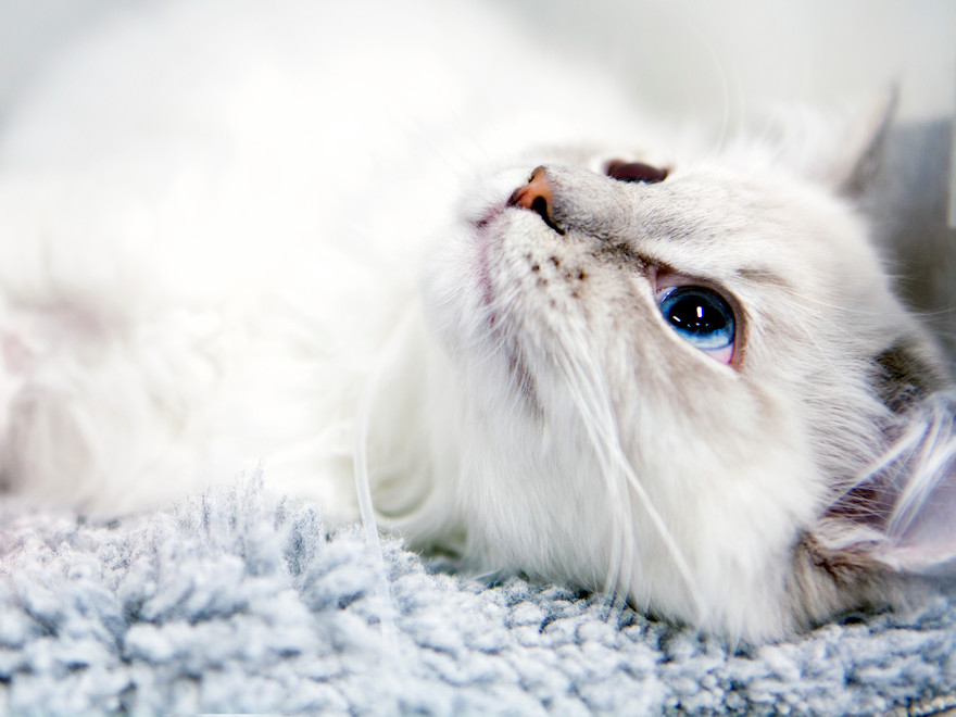 Vit katt med blå ögon ligger på en pläd