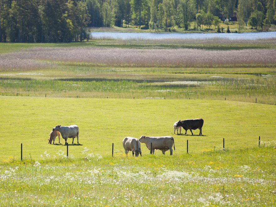Kor på bete med skog och sjö i bakgrunden
