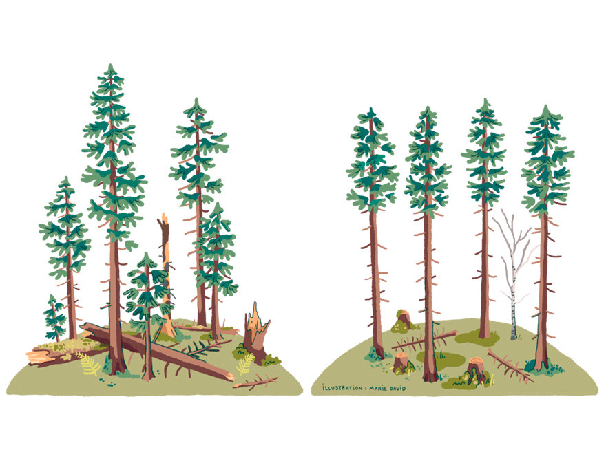 Illustration av Marie David