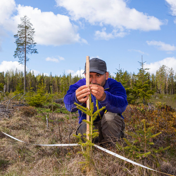 Planting of spruce