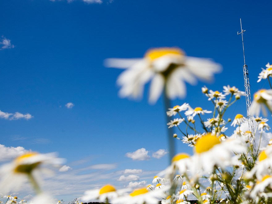 blomma