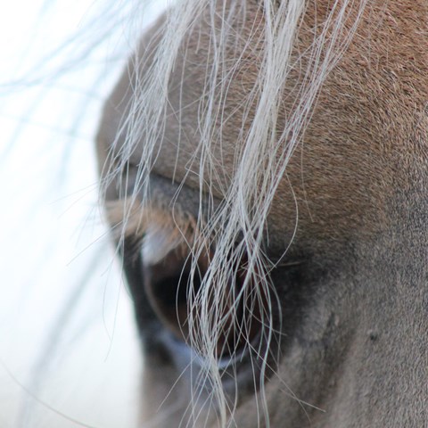 hästöga och pannlugg