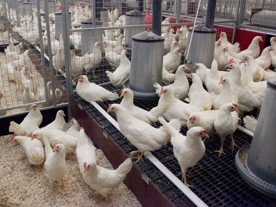 frigående värphöns inomhus