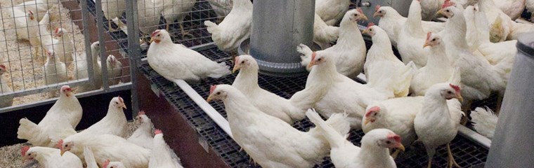 laying hens free ranging indoors