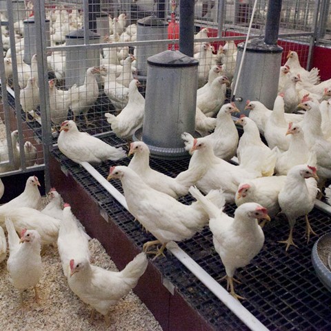 värphöns lösgående inomhus