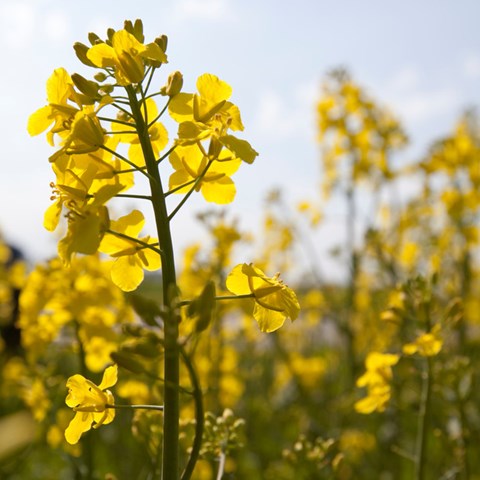 Rapsblomma på fält