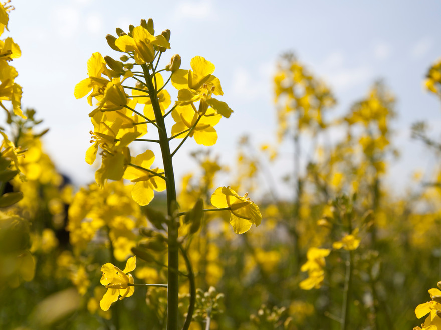 Yellow flowers in a field