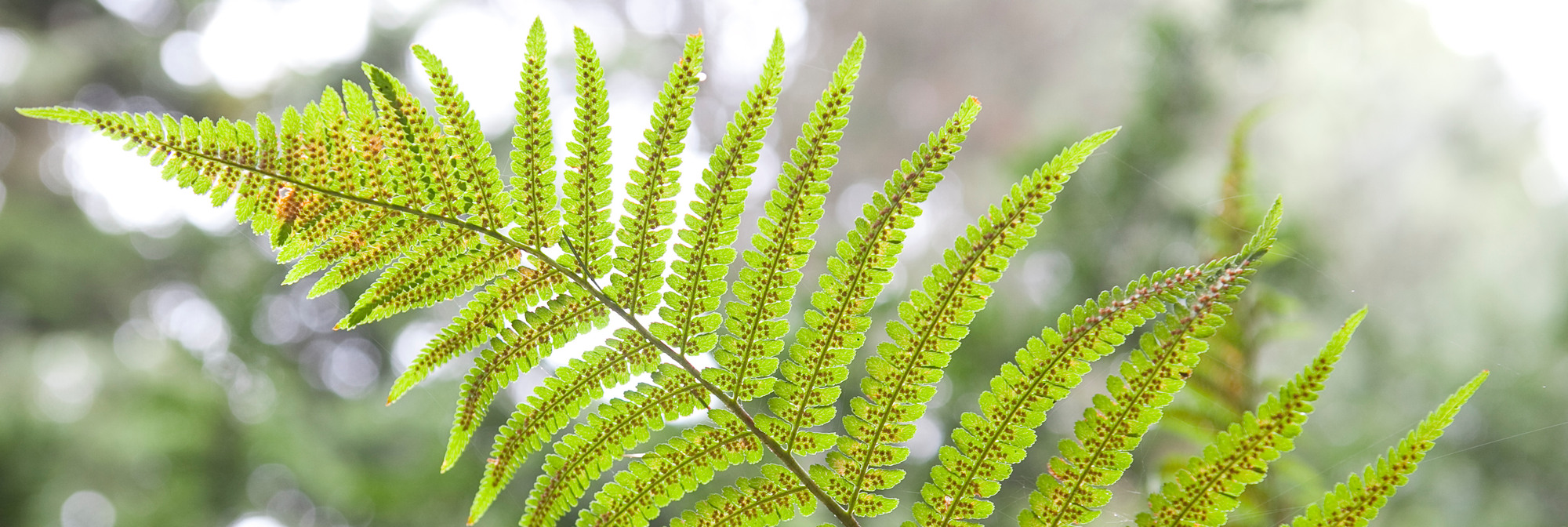 Ormbunkar i Alnarpsparken.