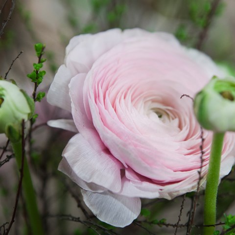 Rosa blommor