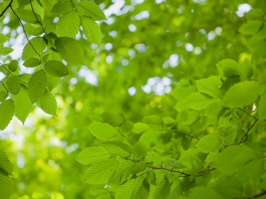 Grenar från ett bokträd med gröna löv