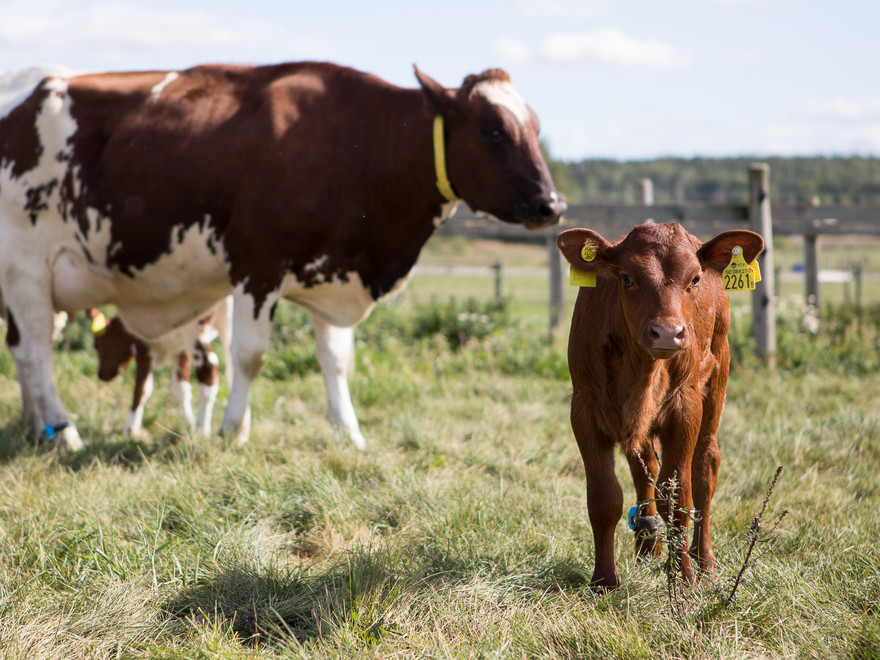 Cow with calf. Photo: Jenny Svennås-Gillner