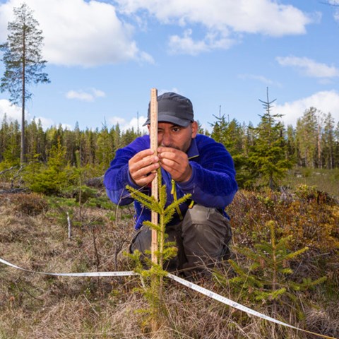 Measuring tree plant