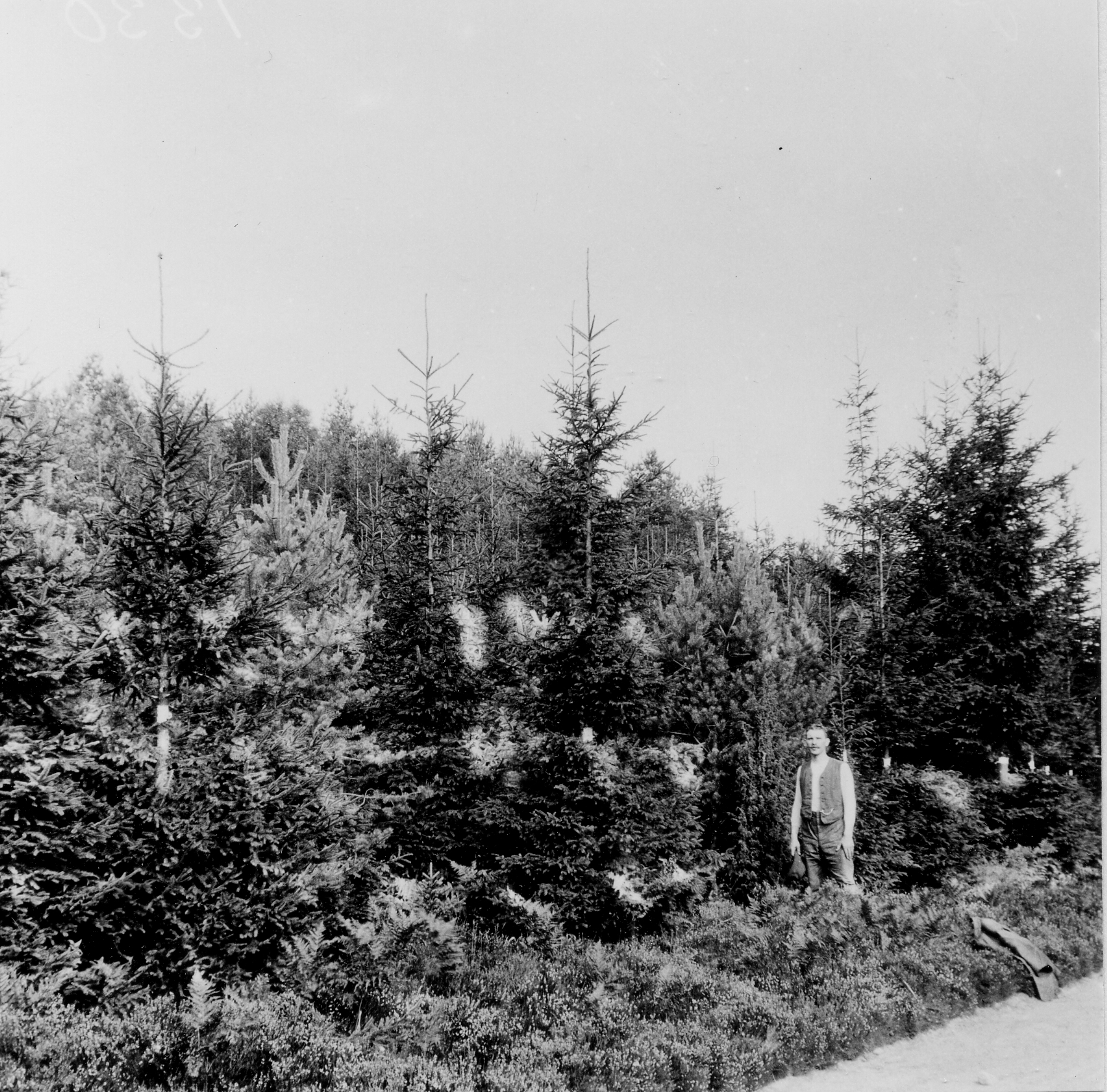 Person står i granplantering. Svartvitt foto.