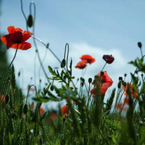 Blomma.jpg Blomma.jpg