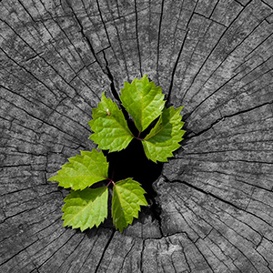 Växt som växer ur en grå trästubbe. Foto.