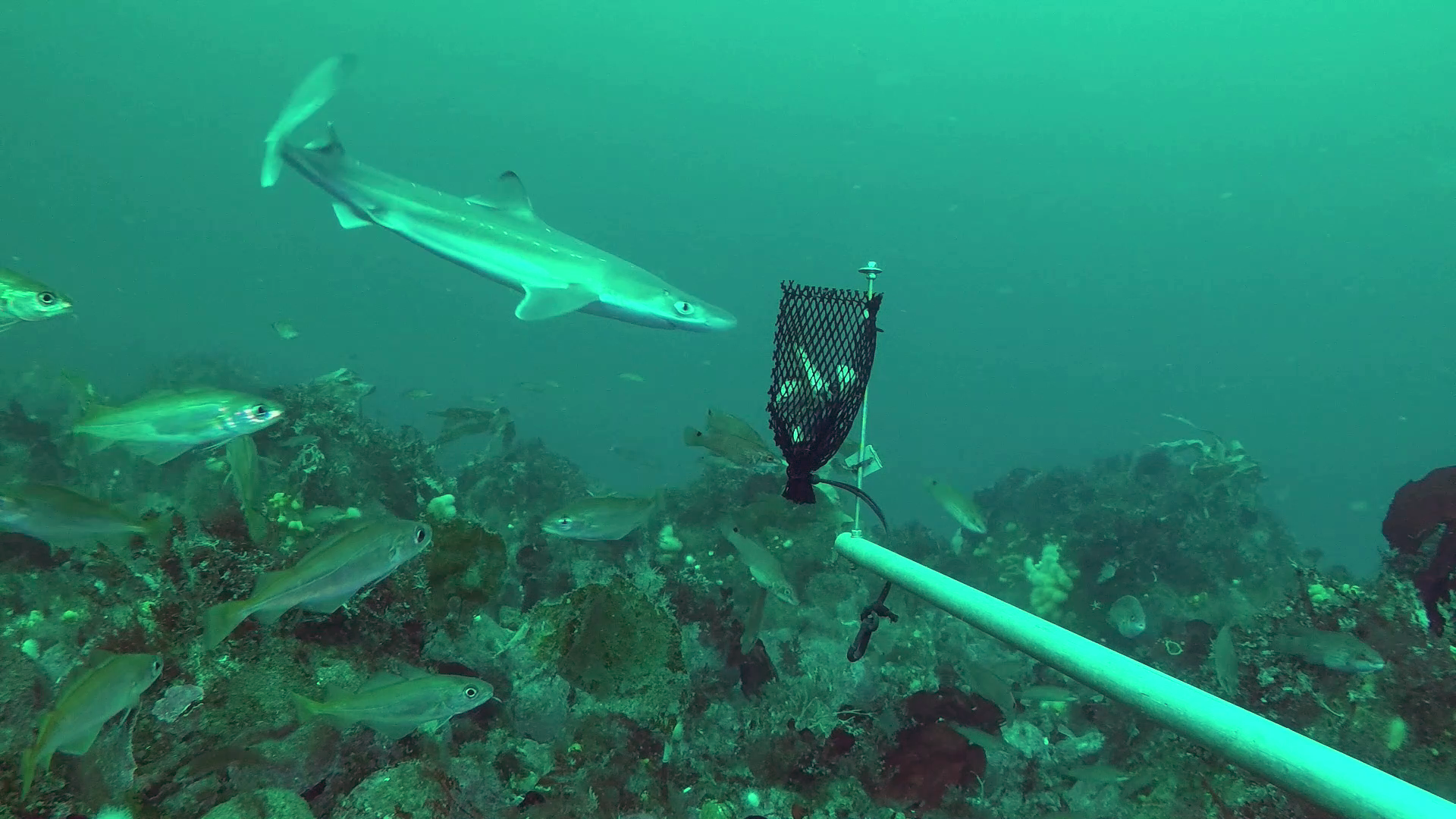 A dogfish photographed at the bottom of utsjögrunden in Kattegatt 