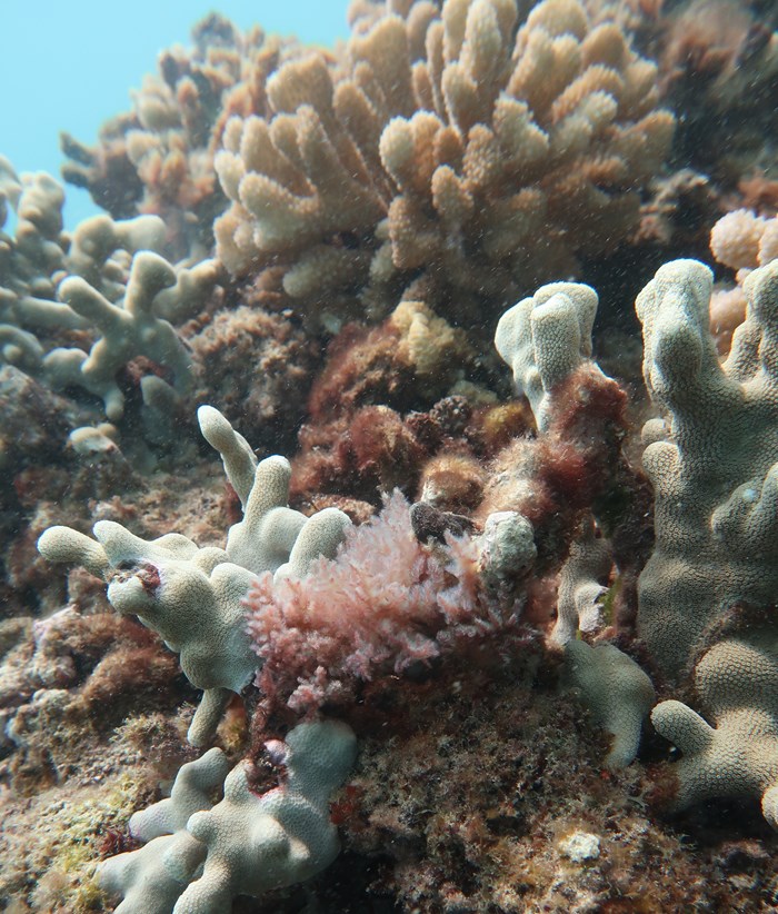 The picture shows a native endemic red algae on a coral reef.