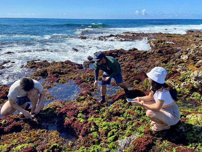 The picture shows three people picking algae. The sun is shining and the sea is in the background.