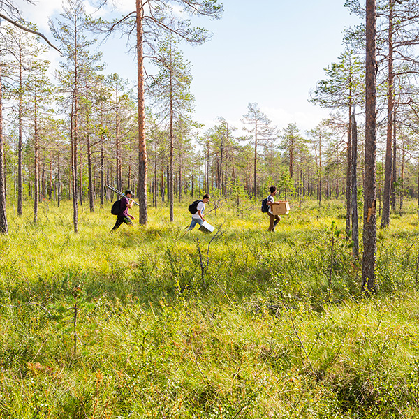 Fältarbetare vandrar med utrustning i en gles skog. Foto.