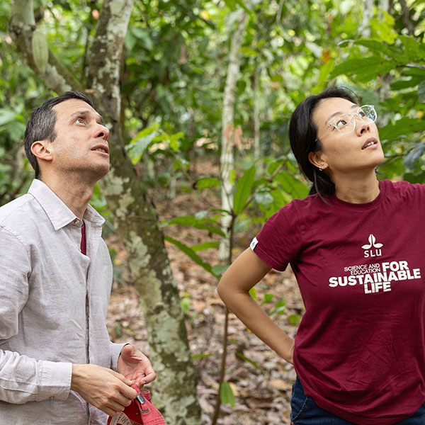 Two researchers look toward the treetops while standing in a forest. Photo.