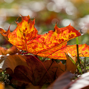 Maple leaves in autumn colors lying on the ground. Photo.