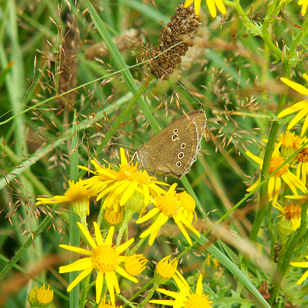 Butterfly on yellow flower. Photo.