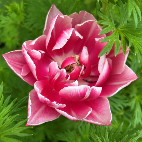 Close-up of a wilted tulip.