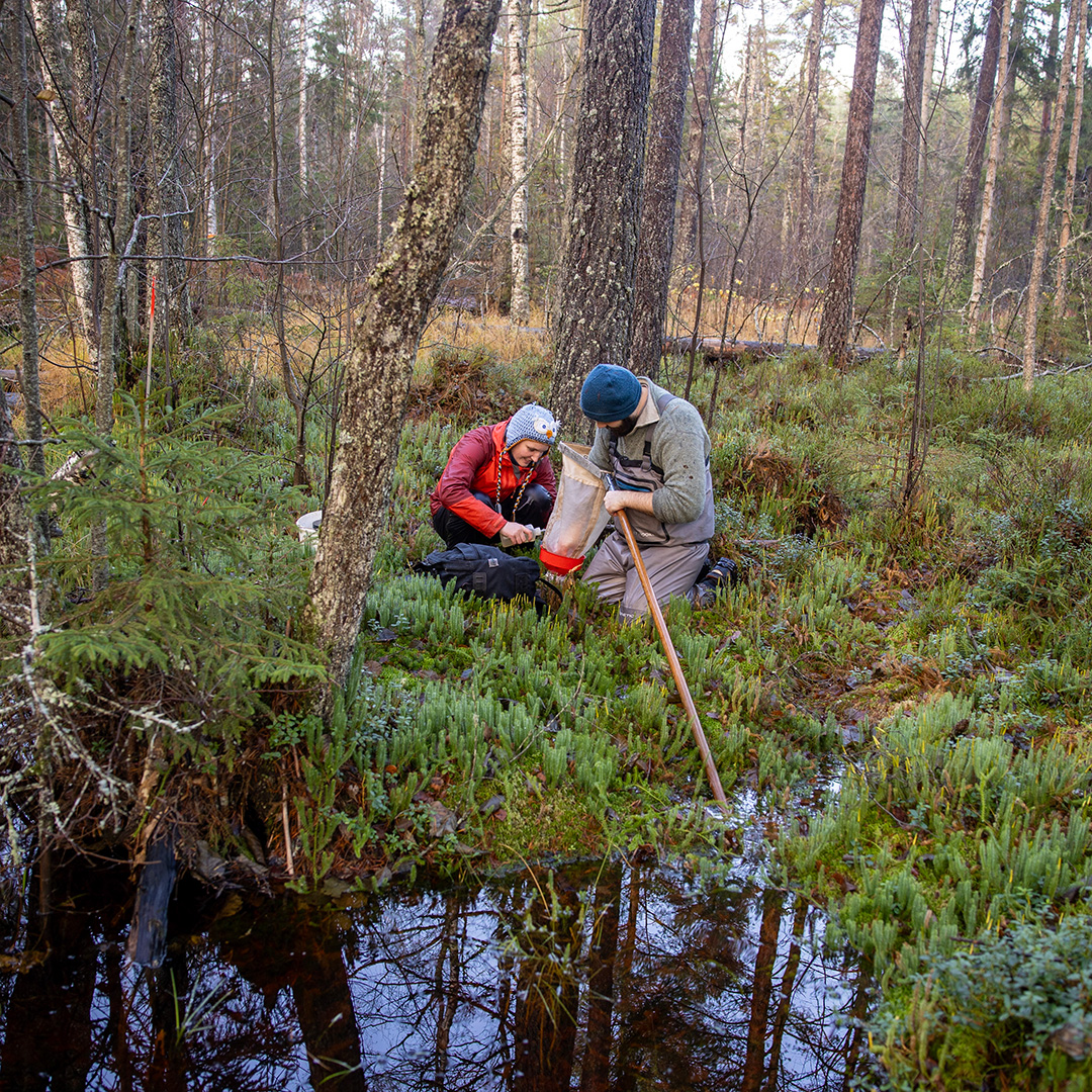 Two people are taking samples from a stream in the forest. Photo.