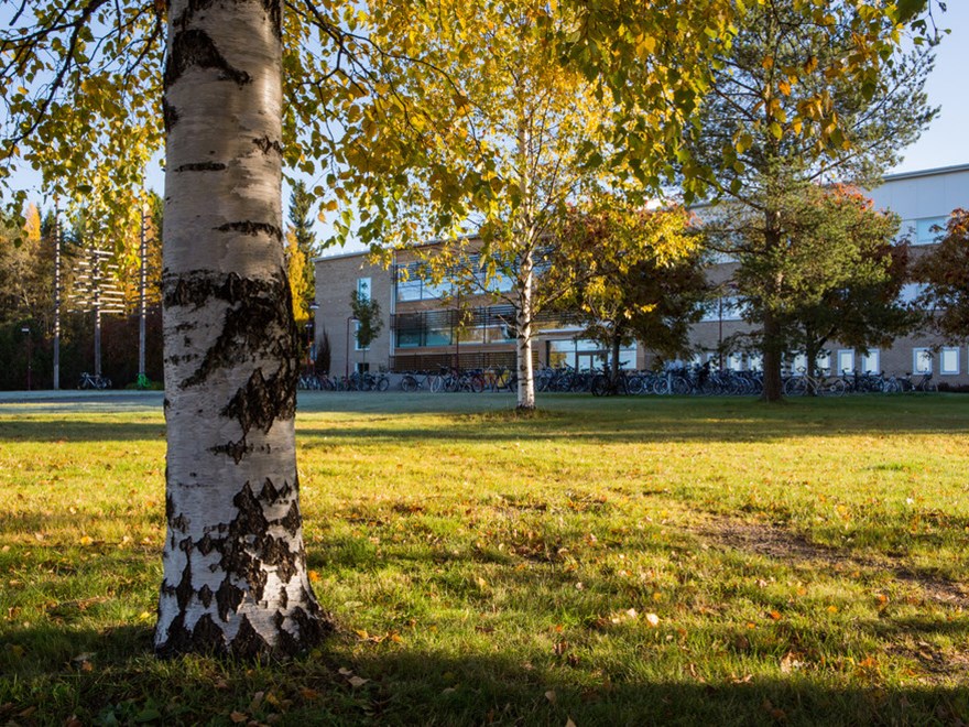 Byggnad på campus Umeå, i förgrunden en björk med gula löv på en gräsmatta. Foto.