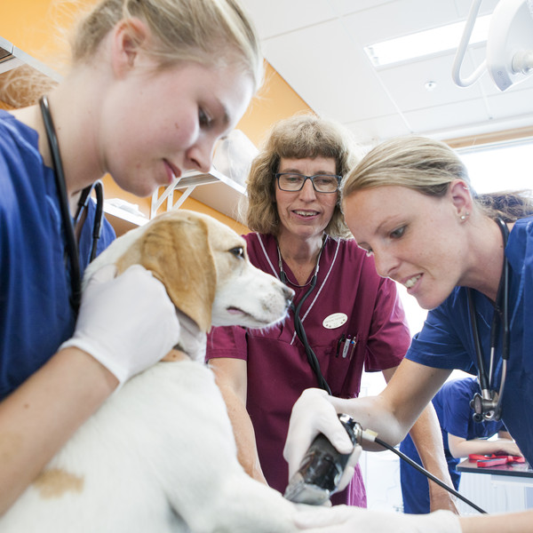 Europeisk Ackreditering Av Veterinärutbildningen | Medarbetarwebben