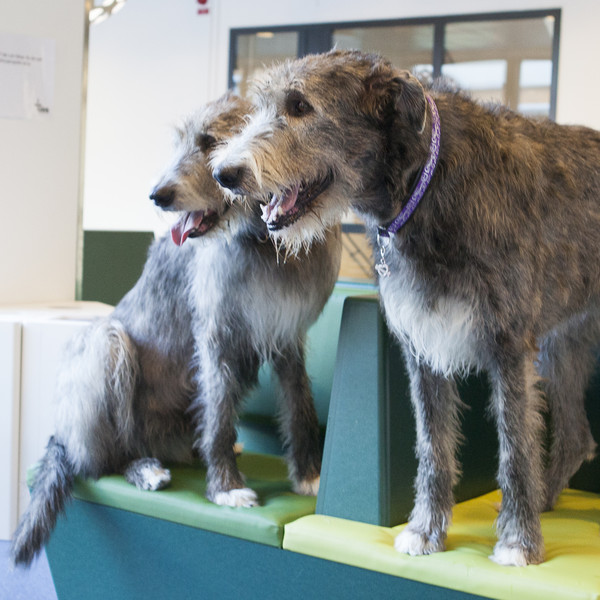 Två irländska varghundar sitter på en grön bänk i ett väntrum på djursjukhuset. Foto.