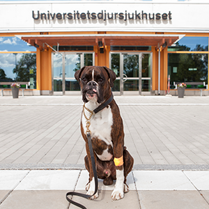 Boxer outside SLU Animal Hospital