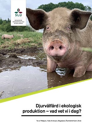 Framsida EPOK rapport Djurvälfärd i ekologisk produktion  - vad vet vi idag. Bild.