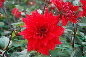 Dahlia 'Regina'. Foto Karin Persson