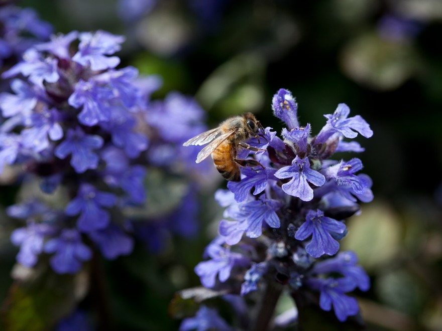 Ett honungsbi (Apis mellifera) på en revsuga (Ajuga reptans). Foto: Jenny Svennås Gillner