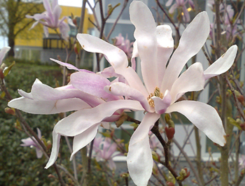 Magnolia