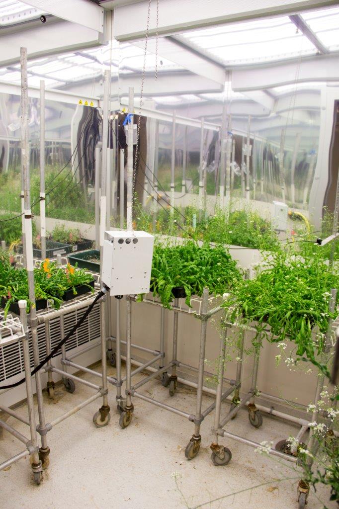 Klimatkammare, Capsella, fytotronen. Foto.