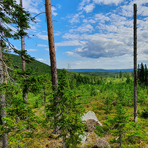 View from a hunting stand. Photo. 