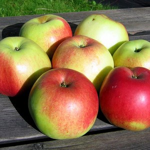 Apples. Photo