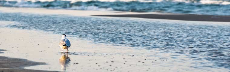 Skrattmås vid strand. Foto.